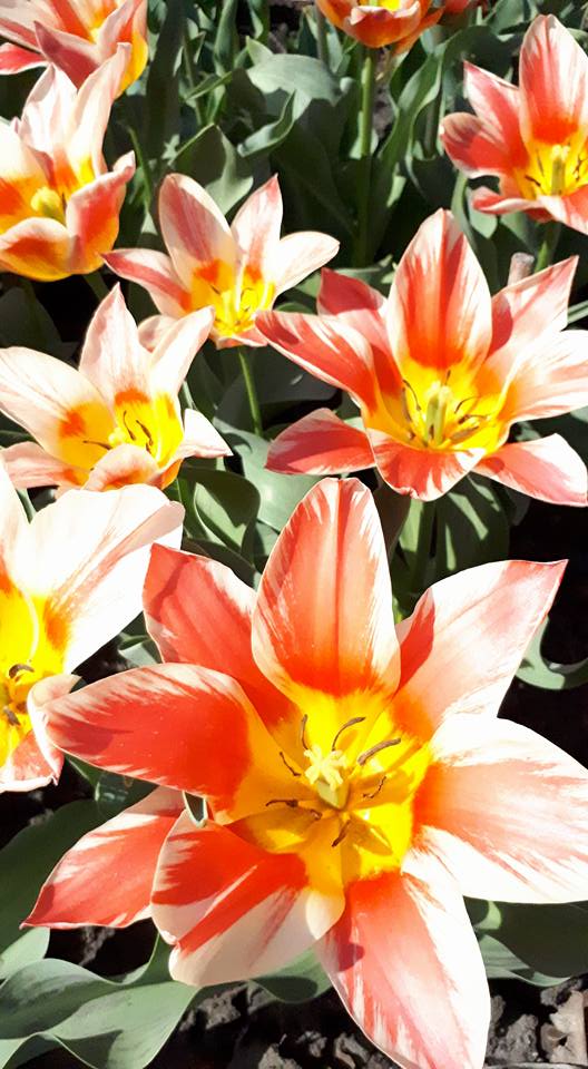 31084149_174719539851678_3148276947126059008_n