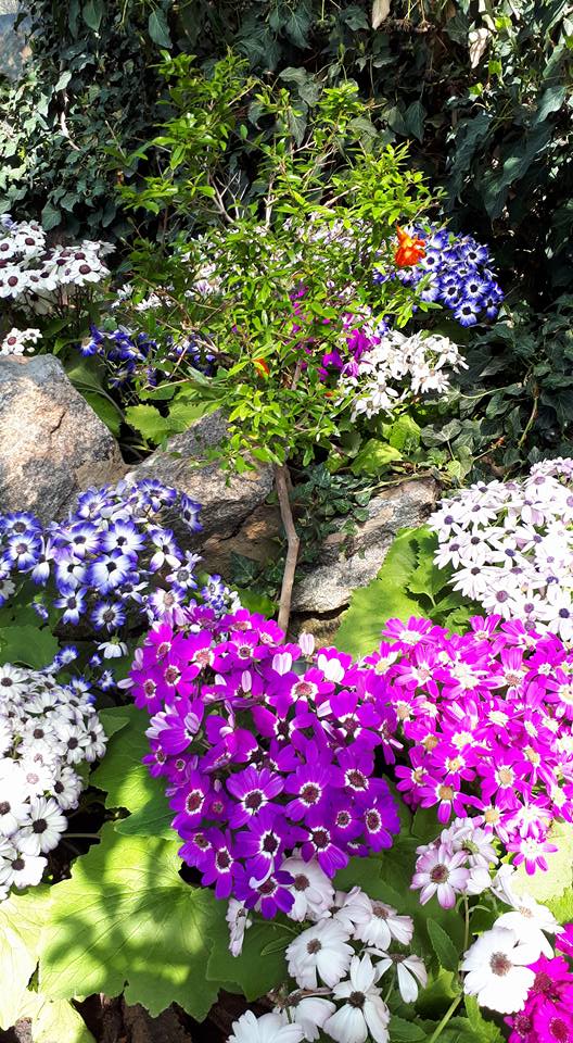 31117414_174719489851683_144951134740545536_n