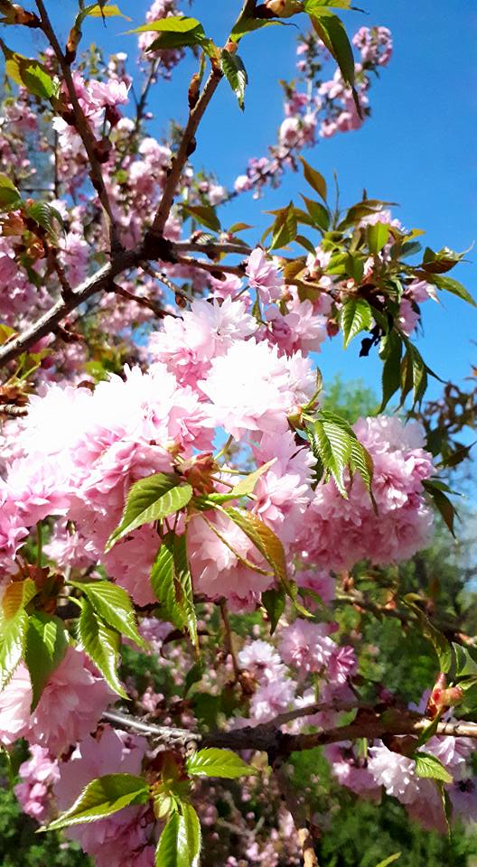 31180212_174719409851691_3622229182399905792_n