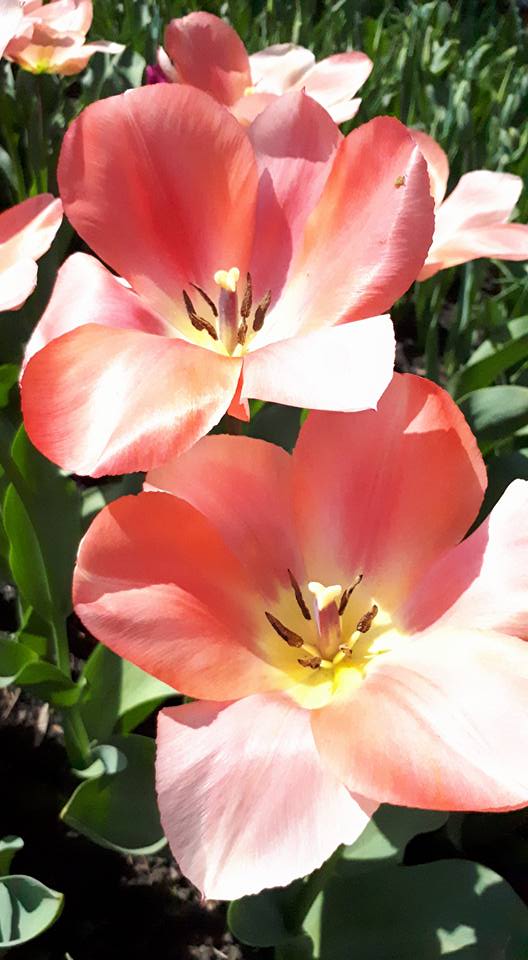 31195472_174719456518353_7401316780972441600_n