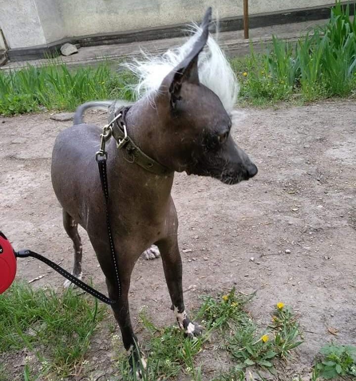 FB_IMG_1524993369316