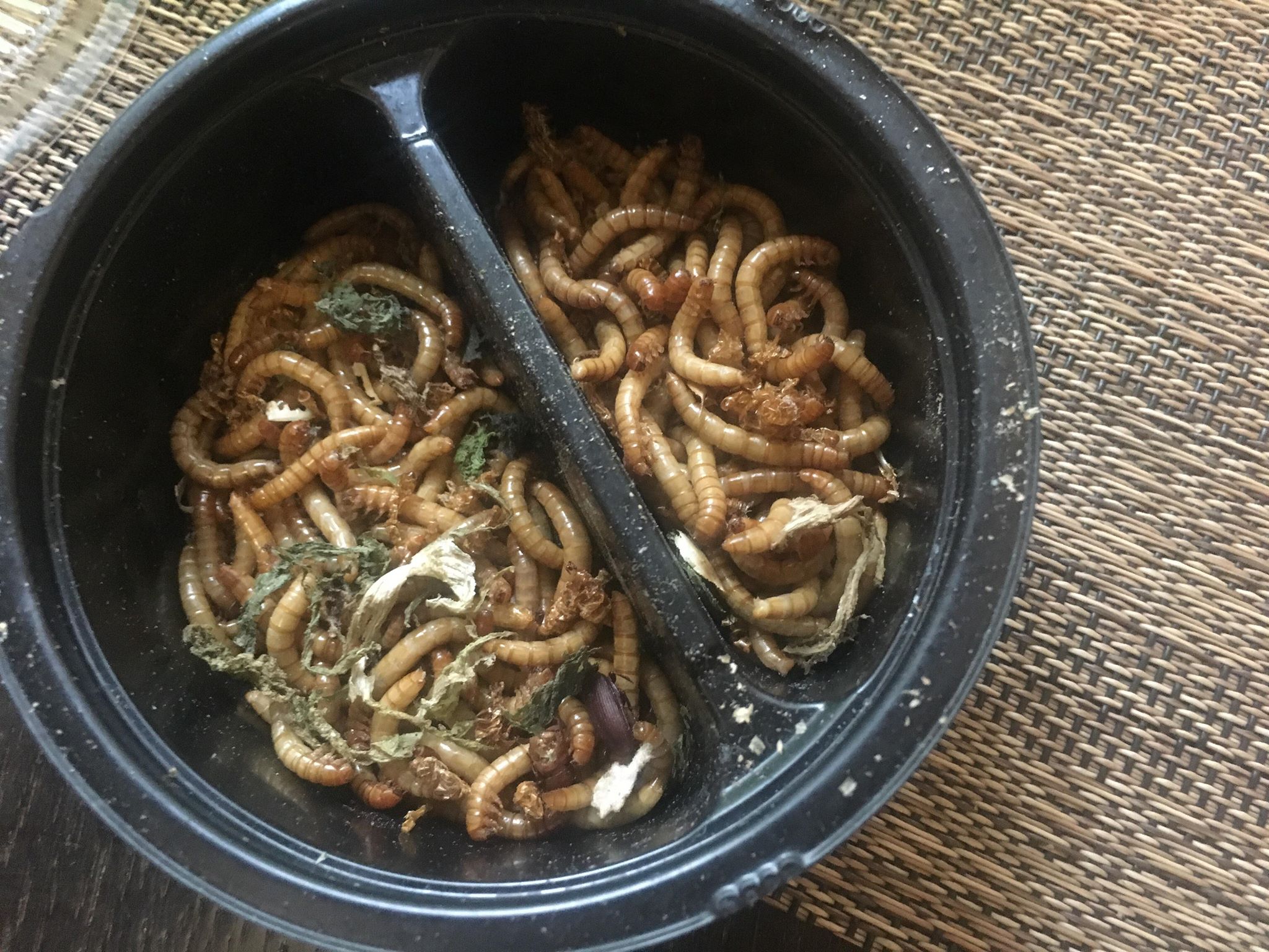 36246663_2080808005506872_8459788458636869632_n