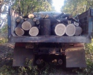Вольнянские дубы. Задержание иностранных лесорубов превратилось в фарс длиною в 11 часов