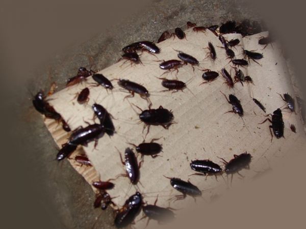 2-kak-vyglyadyat-tarakany-i-chto-oni-iz-sebya-predstavlyayut