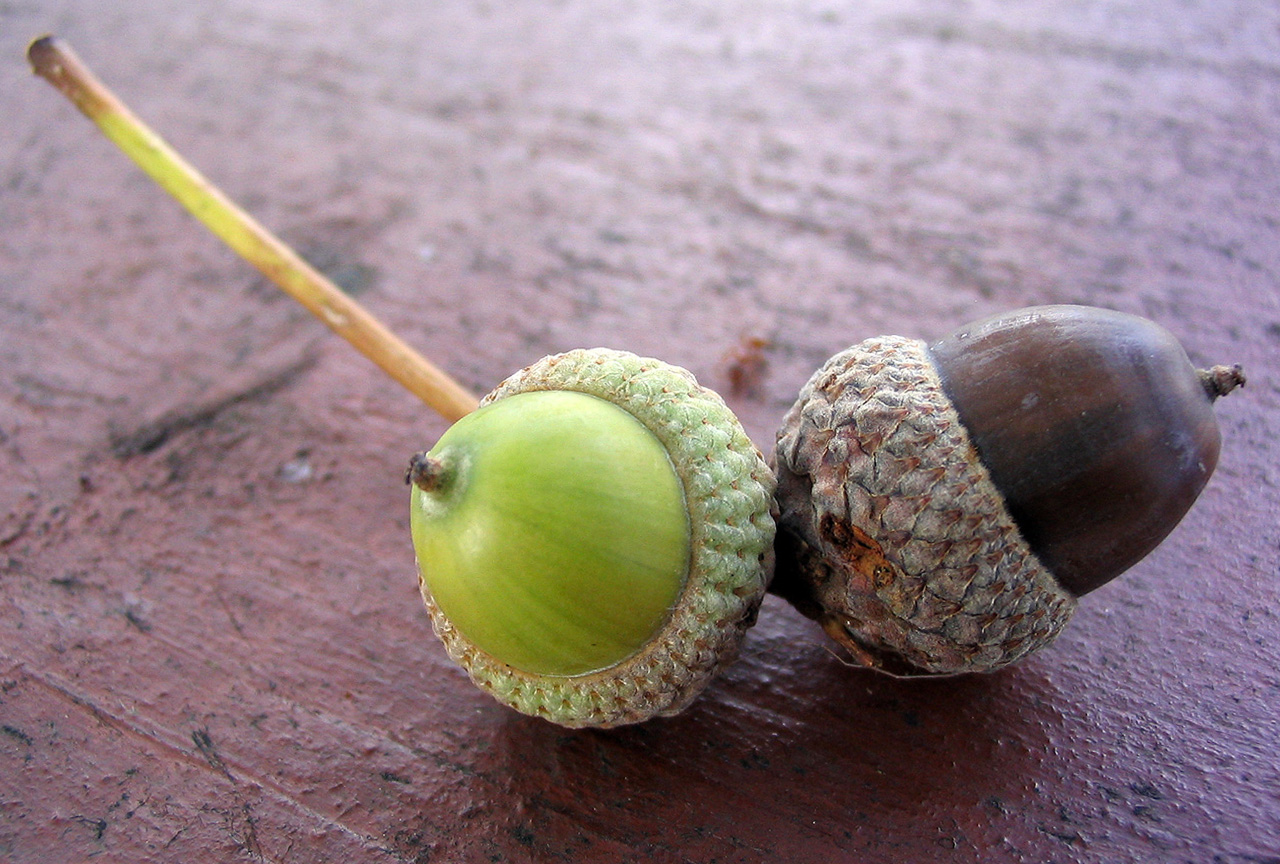 zwei_eicheln