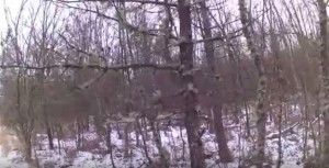 Непроведение лесохозяйственных мероприятий в запорожском заказнике “Старобердянский” может привести к его гибели (ВИДЕО)