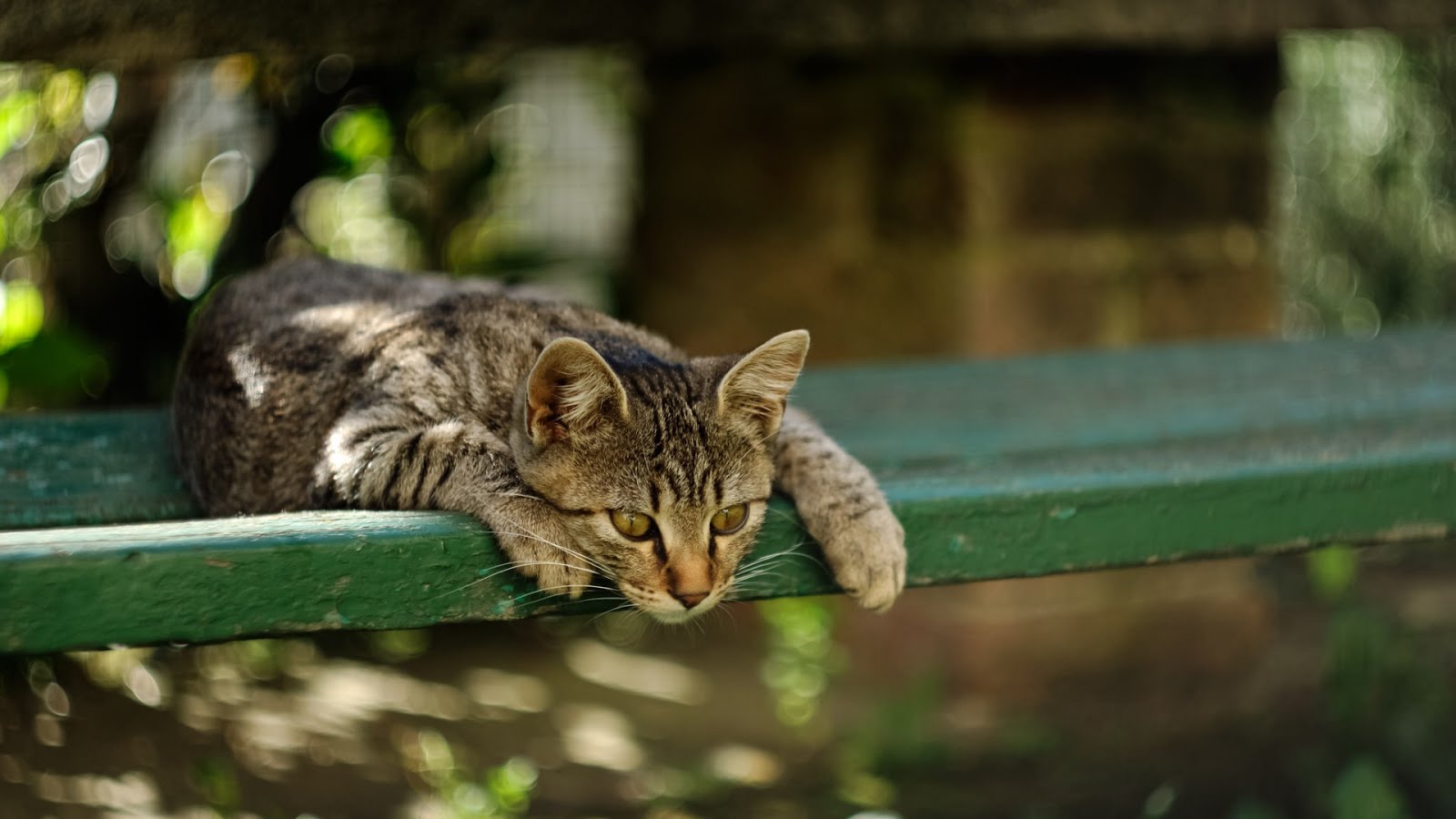 koshak-kotyara-kote-vzglyad-5126