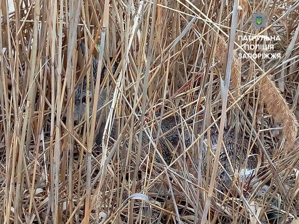 17155357_419869781692785_4039659294271941470_n (1)