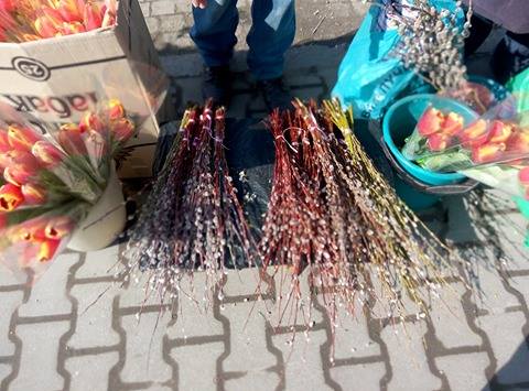 17203567_433876083612311_477161832_n