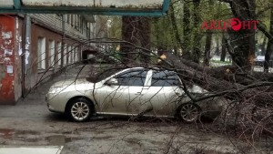 Фотофакт: в центре Запорожья дерево раздавило автомобиль