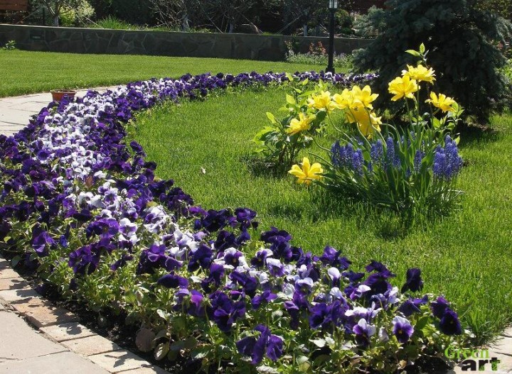 dekorativnaya-klumba