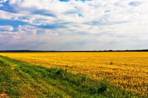 Стало известно, где в Запорожской области больше всего платят за паи