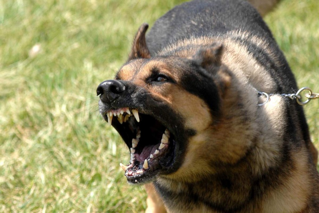 Осторожно: в Вольнянске злая собака бросается на людей!