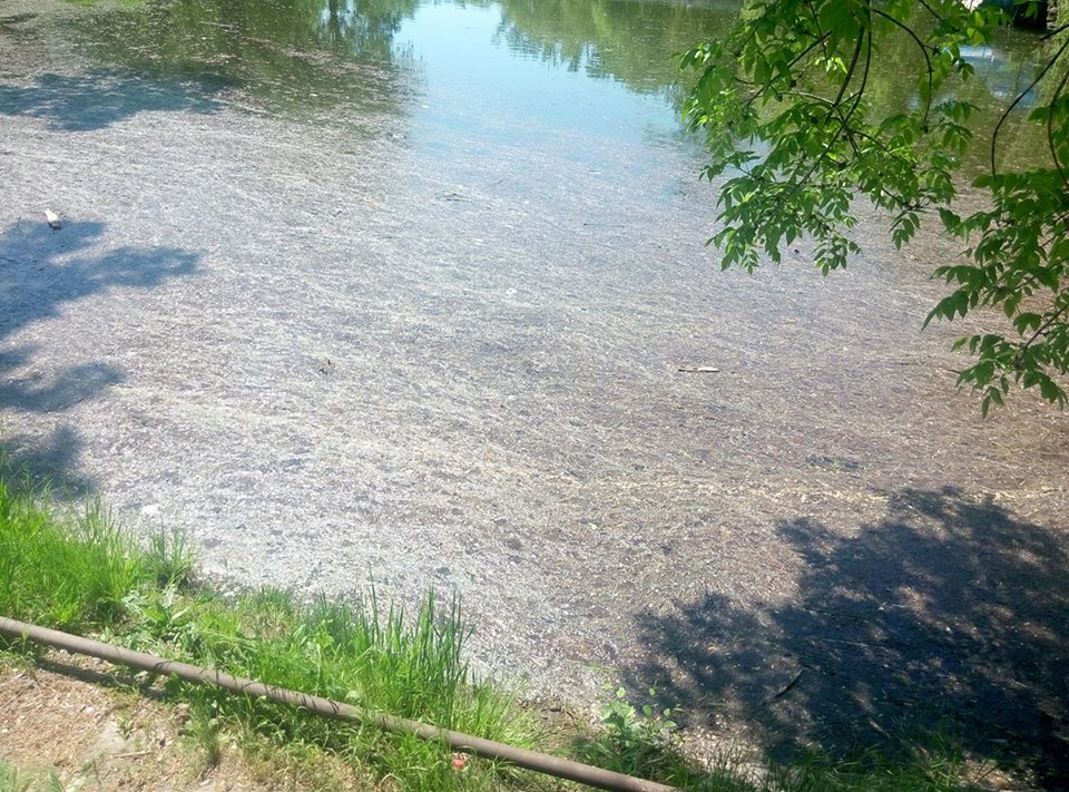 18424766_462608467405739_862846184_n (1)