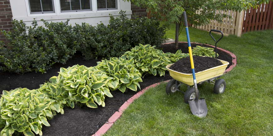 Mulching bed around the house and bushes, wheelbarrel along with a showel.