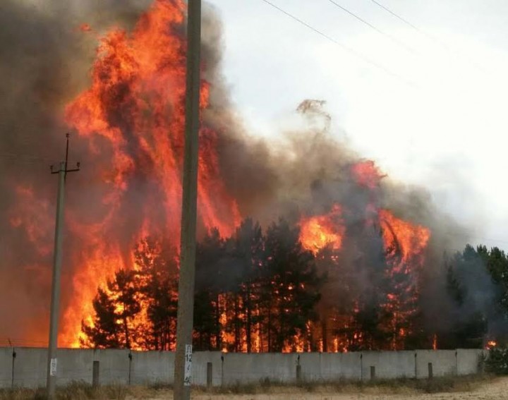 В Запорожской области горело 12 га лесничества (ФОТО)