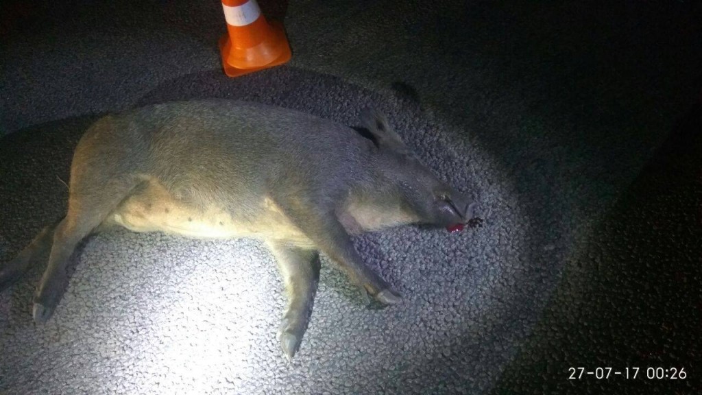На Хортице машина сбила дикое животное (ФОТО)