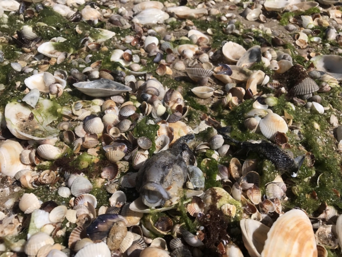 ^B16D115B6937EEA1DB0C5ACC3E477D39C317842B980B630D5C^pimgpsh_fullsize_distr