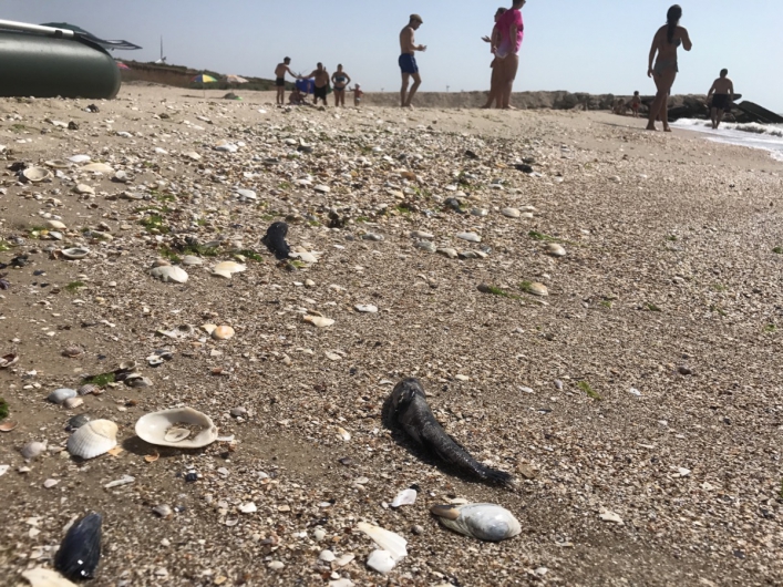 ^C1771DE9FA744AFB5060F6FE070C6BD61CCA878F6477878B71^pimgpsh_fullsize_distr