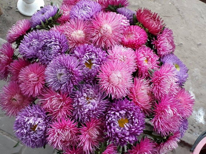Букет на День знаний: цены на цветочных рынках Запорожья (ФОТО)