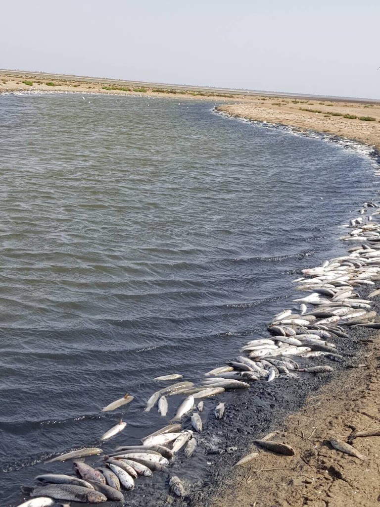 Стали известны подробности и масштабы гибели рыбы в Молочном лимане (ФОТО, ВИДЕО)