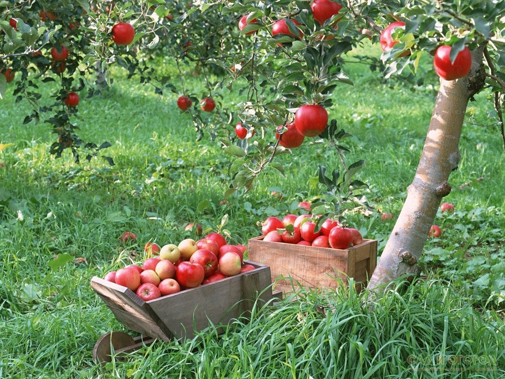 В Запорожье высадили более 40 фруктовых деревьев (ВИДЕО)