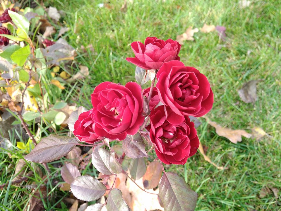 23574078_1580963938637804_14703671_n