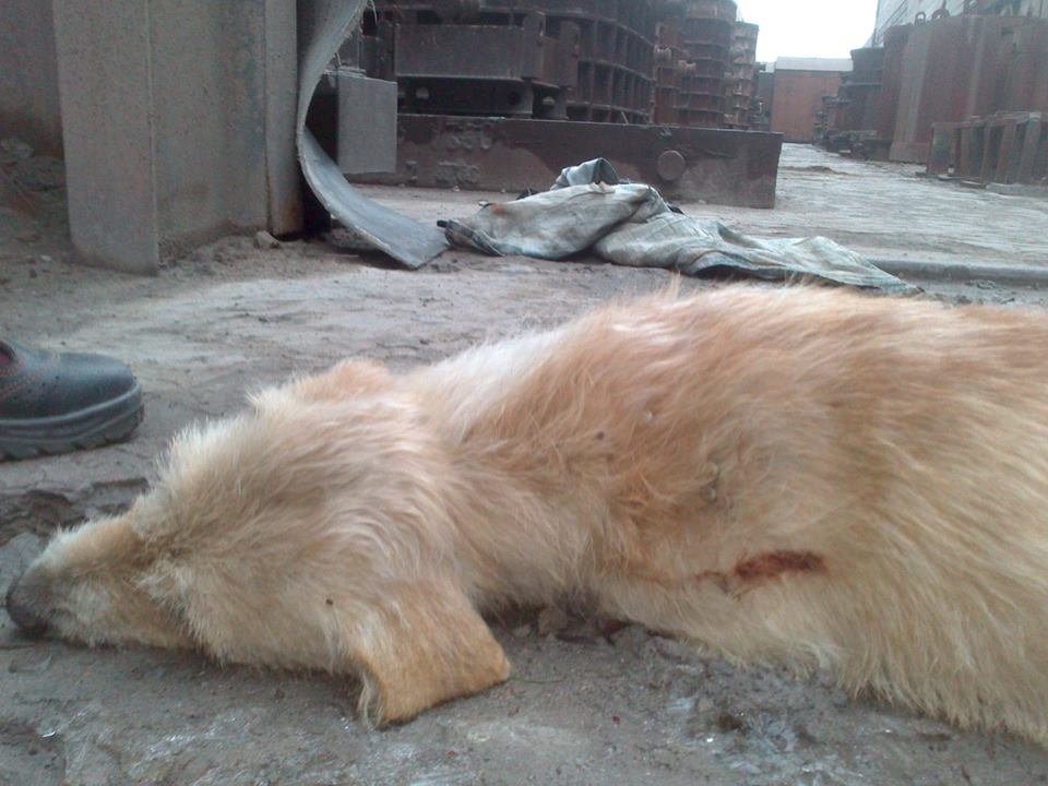 24177083_187796921773803_2187320630543476964_n