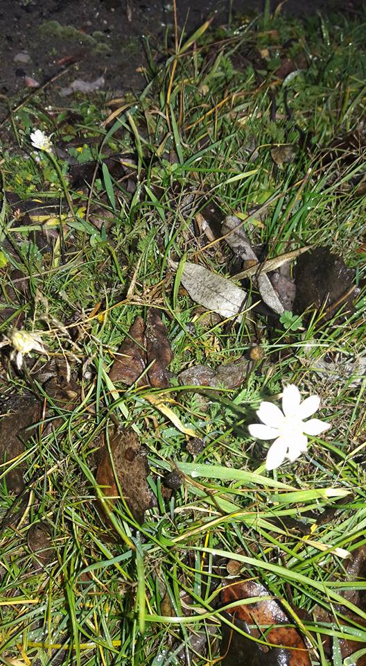 25507700_1606684239368772_3633601563346307707_n