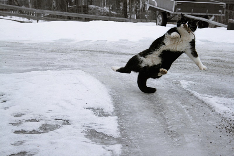 cat_on_ice_by_kurogn_d51dg0b