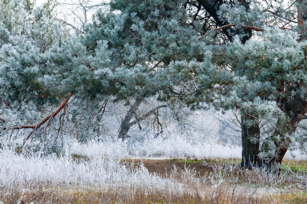 Первые заморозки: известный запорожский фотограф сделал потрясающий фоторепортаж на Хортице