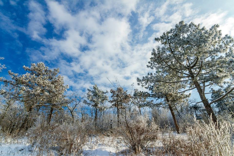 Сказочная Хортица: запорожский фотограф заснял зимнюю красоту острова (ФОТО)