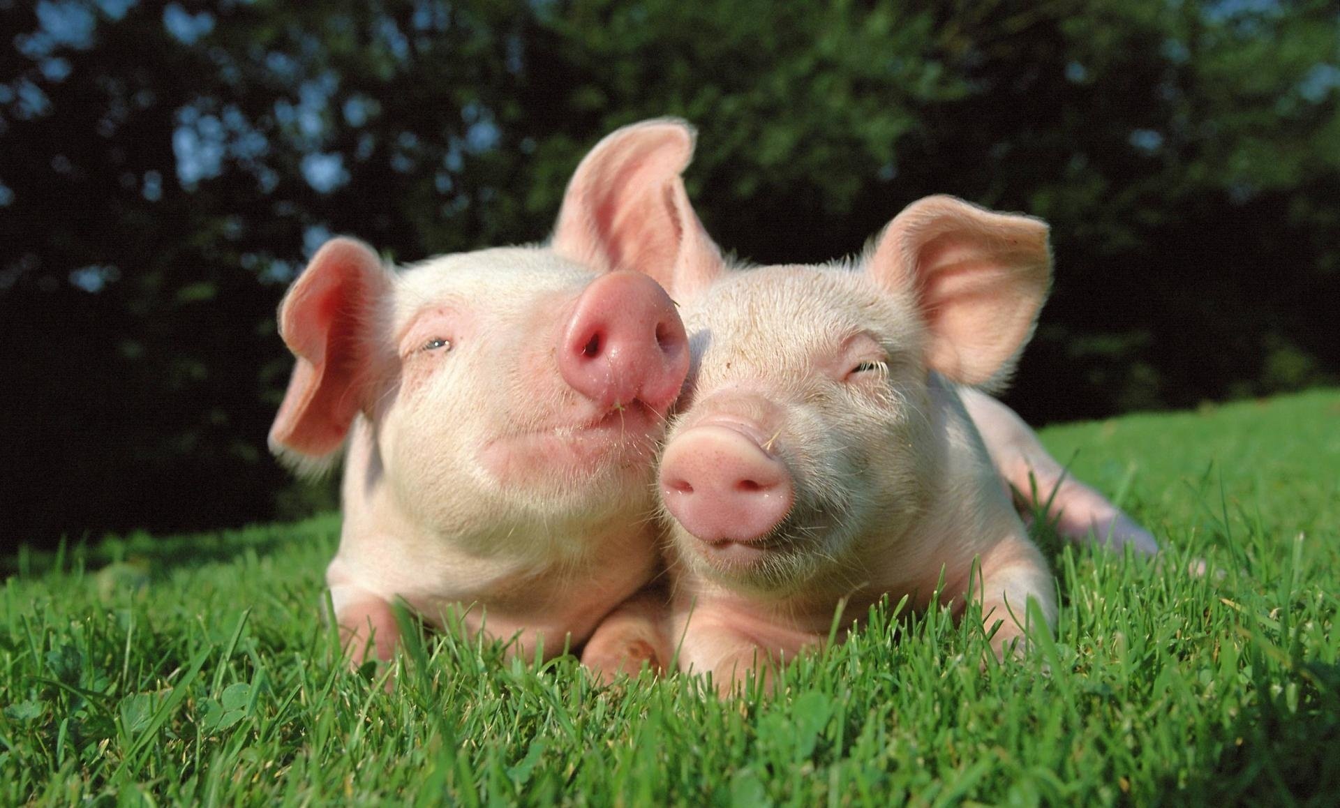 1403269463_foto-svinki