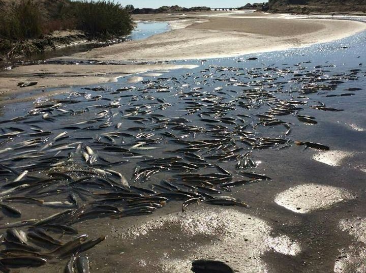 Замор рыбы в Молочном лимане: кого обвиняют в экологической катасрофе