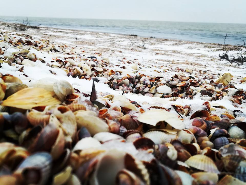 27752452_1801481509871778_8658260569408367389_n