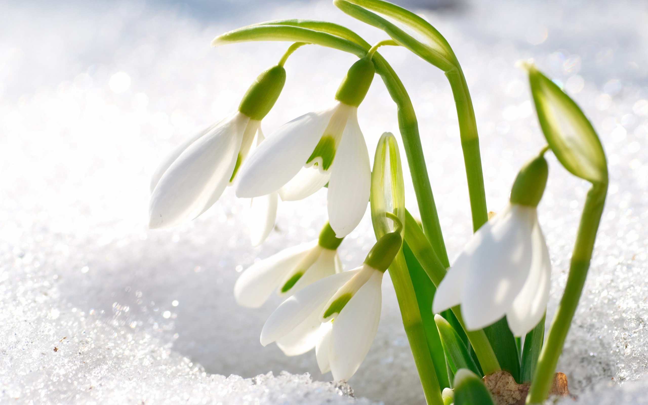 rabstol_net_snowdrops_10