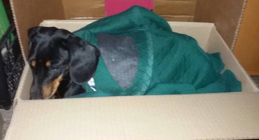 В спальном районе Запорожья нашли породистого пса (ФОТО)