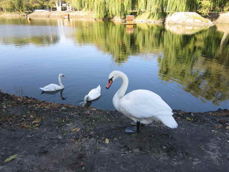 лебеди_дубовка_зап (1)