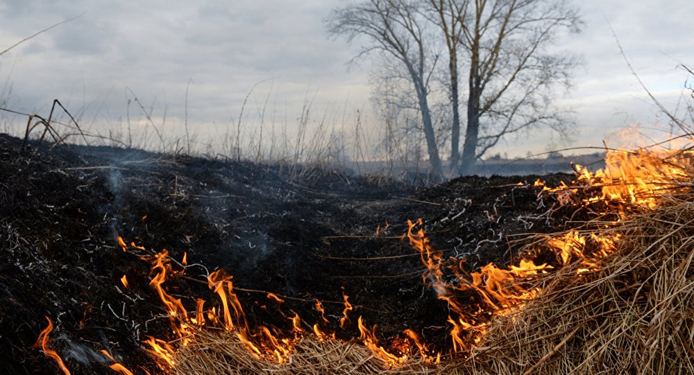 В Запорожской области за сутки ликвидировали несколько масштабных пожаров в экосистемах
