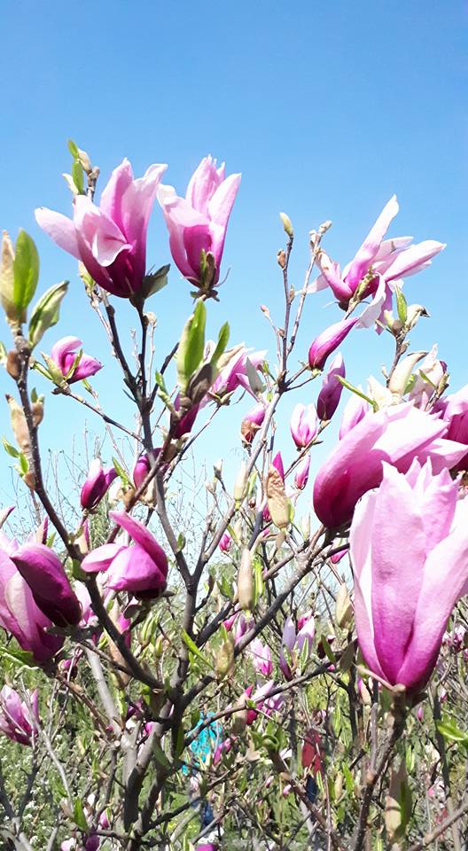 31081339_174719523185013_437306766850523136_n