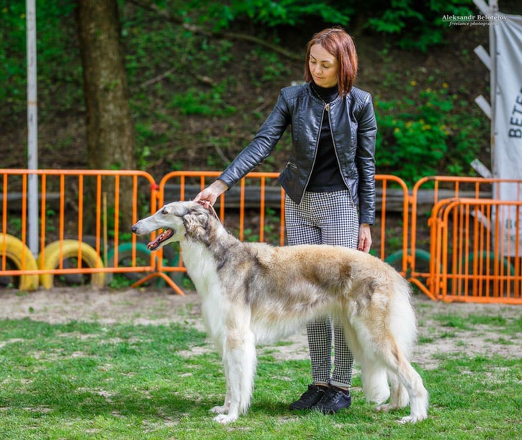 Запорожцев просят помочь в поисках любимца: пропала русская борзая собака (ФОТО)