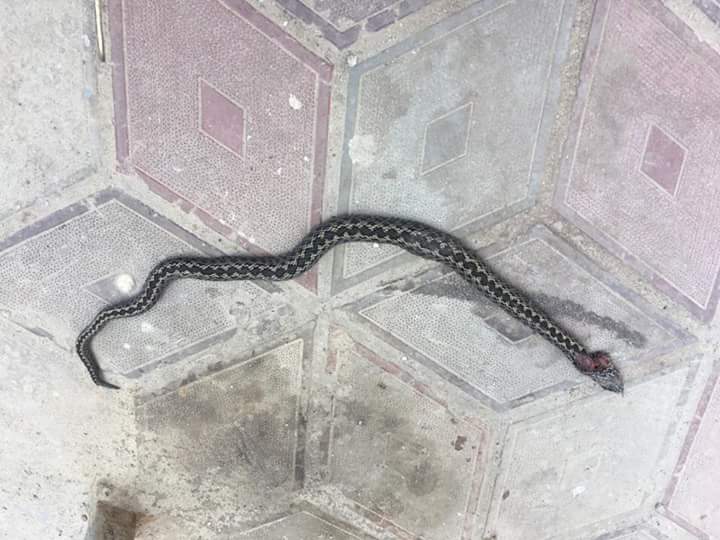 Запорожец на входе в областную больницу убил змею: соцсети взорвались в комментариях