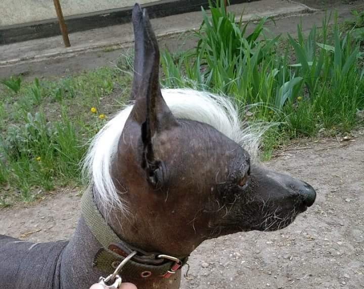 FB_IMG_1524993375452