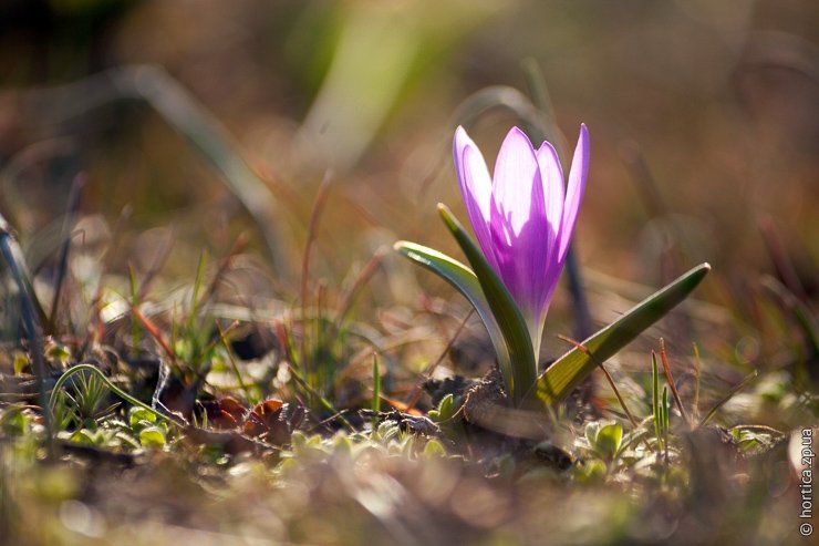 Красоты Запорожья: какие первоцветы можно встретить на Хортице (ФОТО)