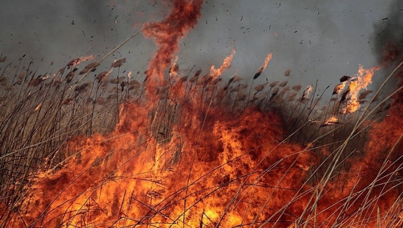 В Запорожской области растет количество пожаров в экосистемах