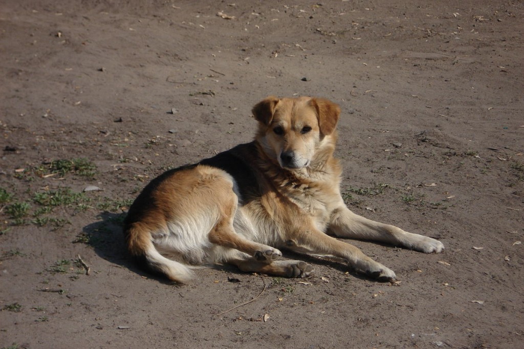В Запорожье на Бородинском сбили собаку: волонтеры просят помощи