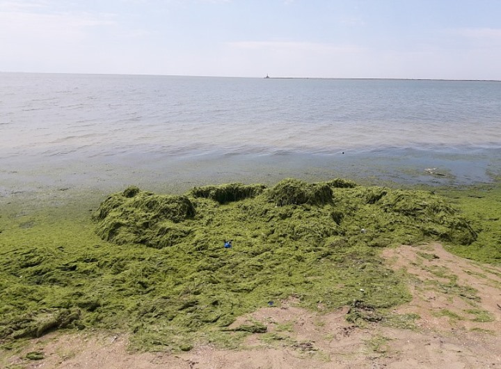 В Бердянске пляжи покрылись «ковром» из водорослей (ФОТО)