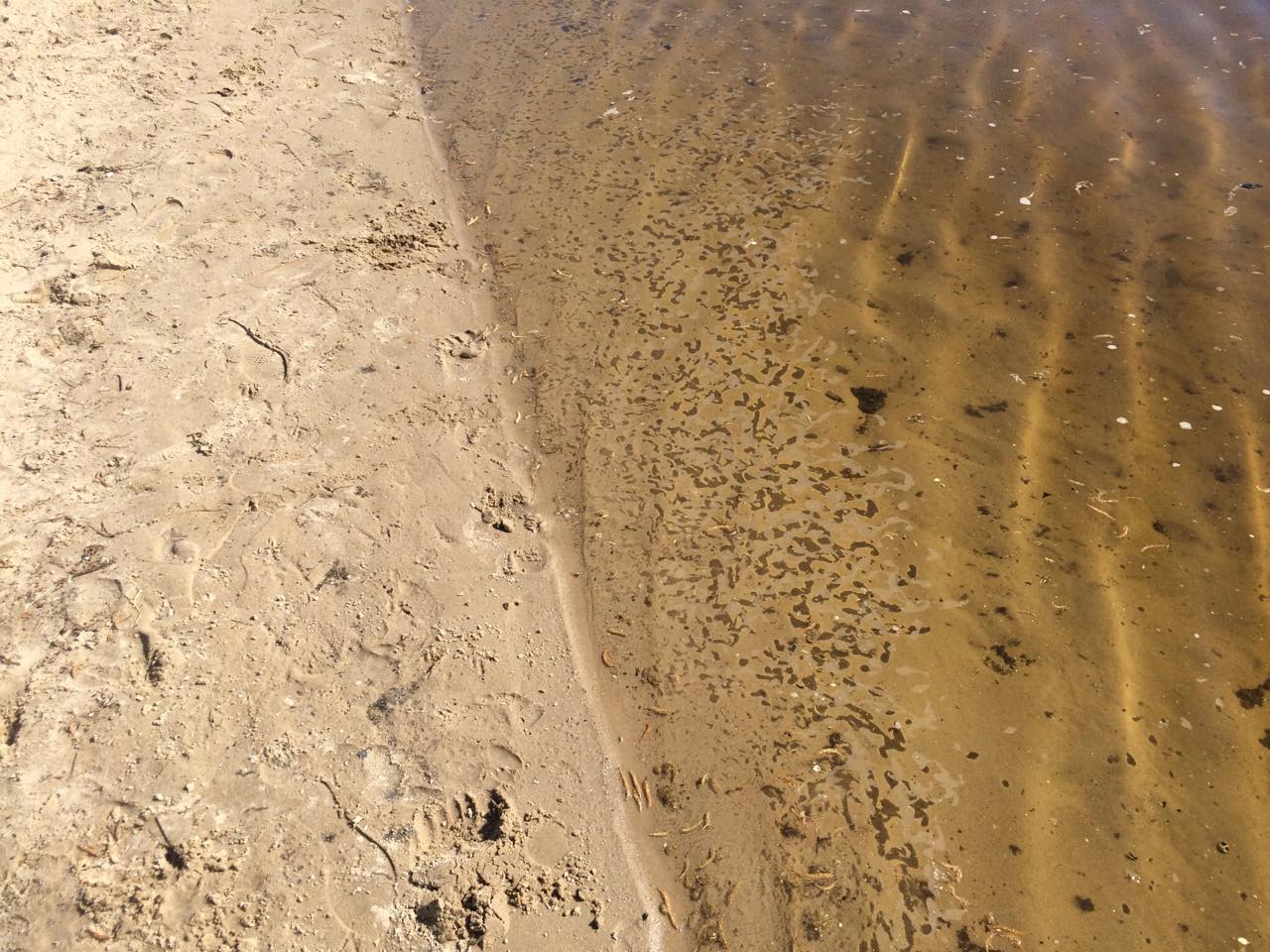 31901955_618168511849733_74292085133410304_n