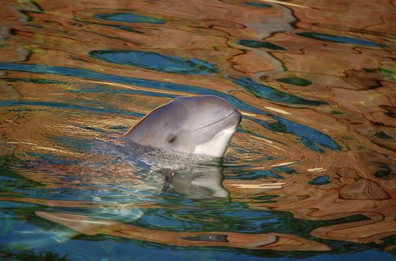 В Запорожской области на берегу моря обнаружили труп дельфина, занесенного в Красную книгу (ФОТО)