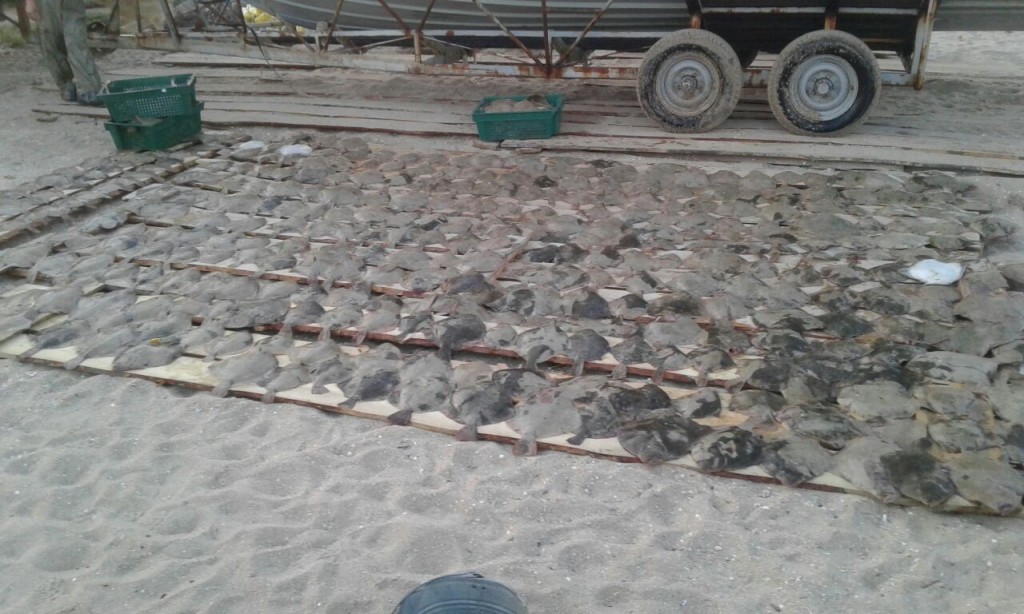 Бердянские пограничники задержали браконьеров с внушительным уловом камбалы (ФОТО)